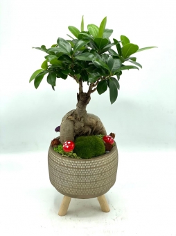bonsai aranjman
